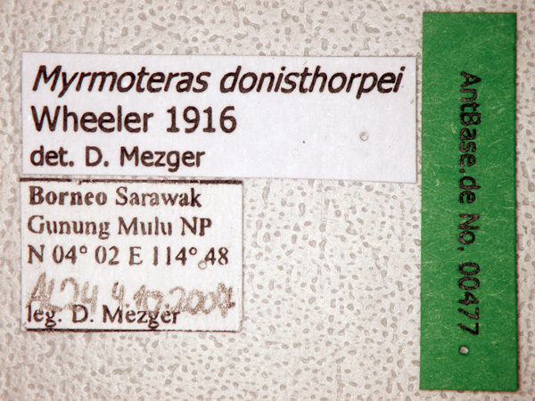 Myrmoteras donisthorpei label