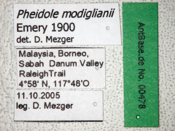Pheidole modiglianii label