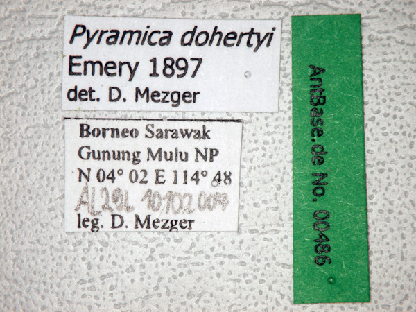 Pyramica dohertyi label
