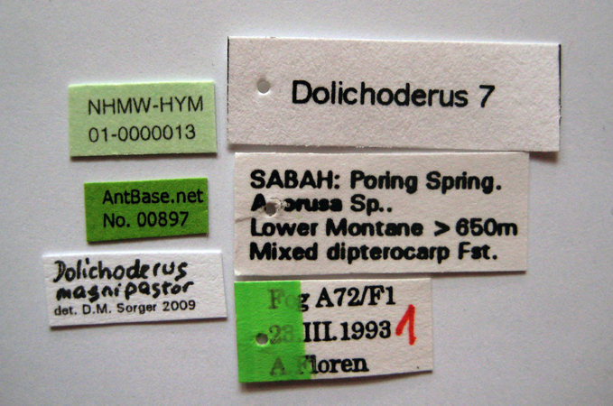 Dolichoderus magnipastor label
