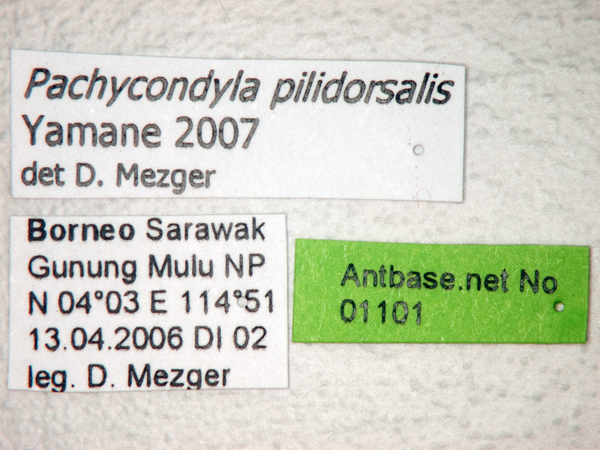 Pachycondyla pilidorsalis label
