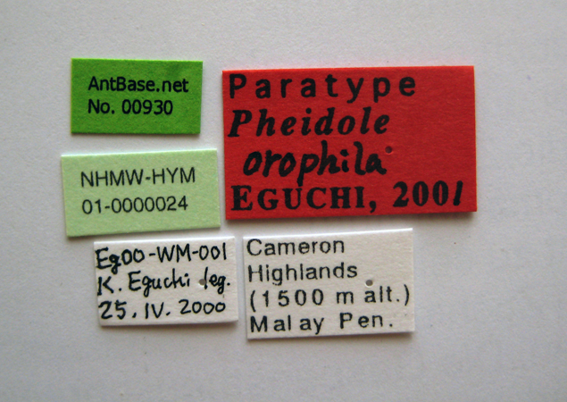 Pheidole orophila major label