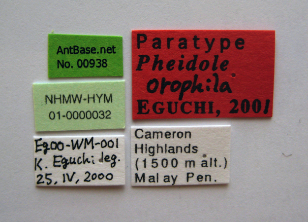 Pheidole orophila minor label