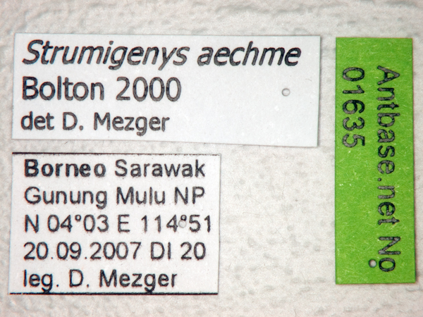Strumigenys aechme label