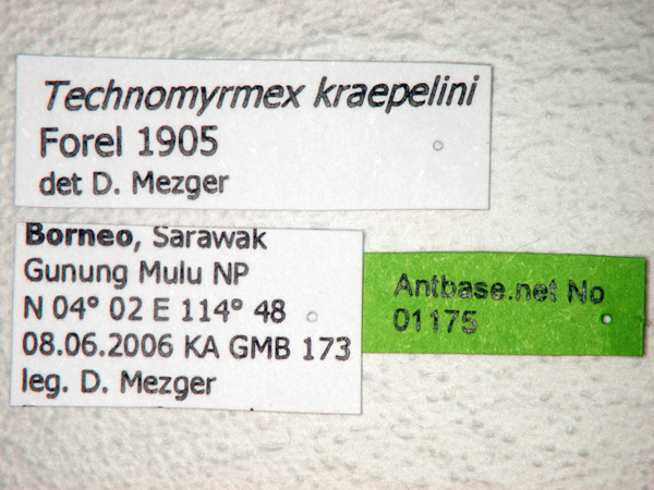 Technomyrmex kraepelini label