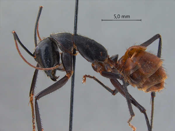 Camponotus gigas lateral