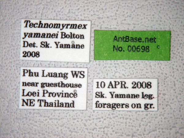 Technomyrmex yamanei label