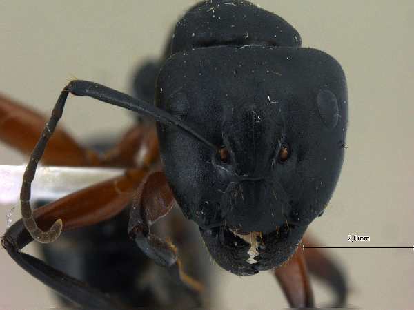 Camponotus himalayanus frontal