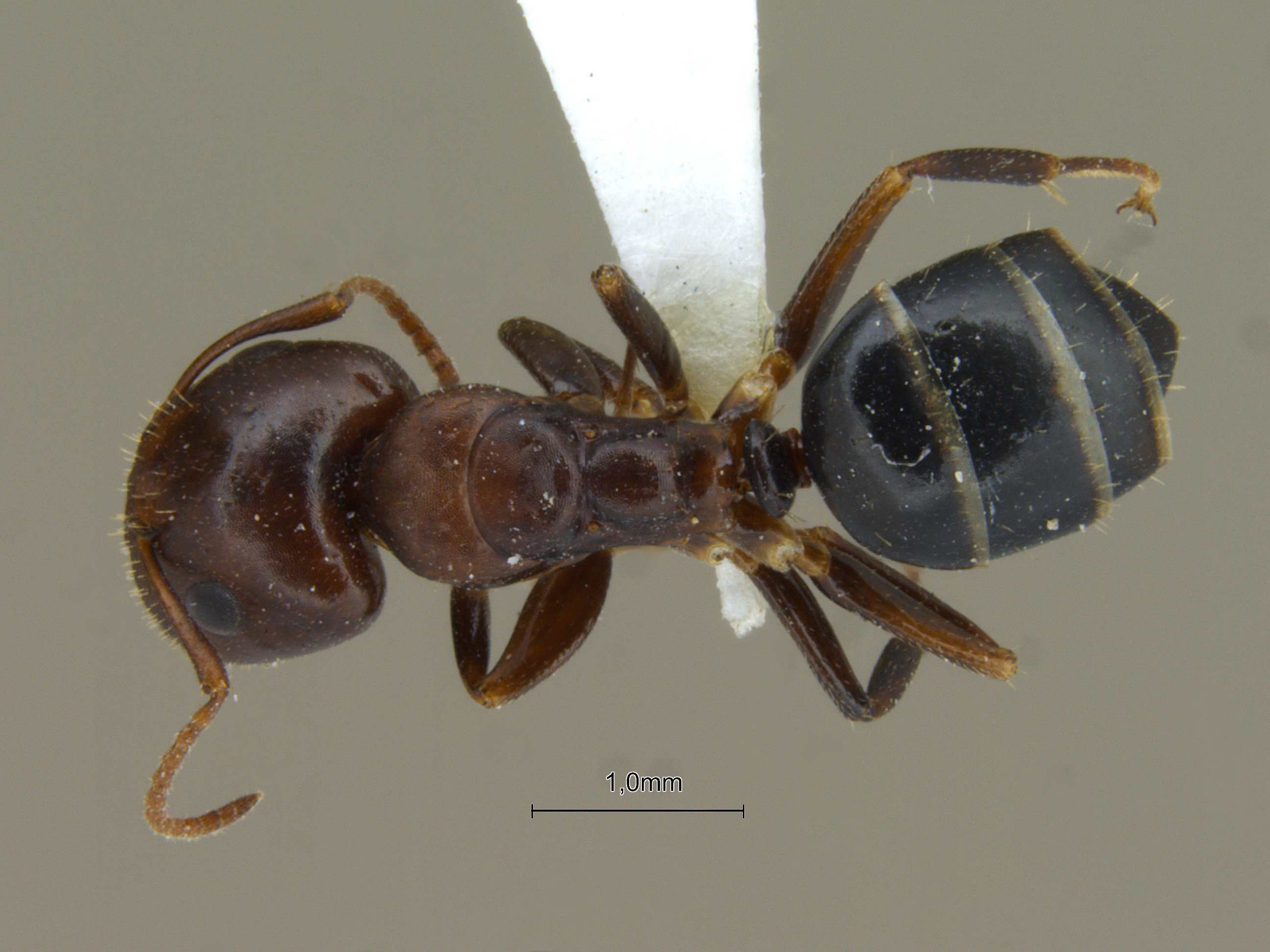 Camponotus nirvanae dorsal