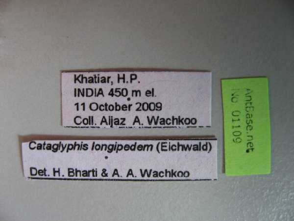 Cataglyphis longipedem male label