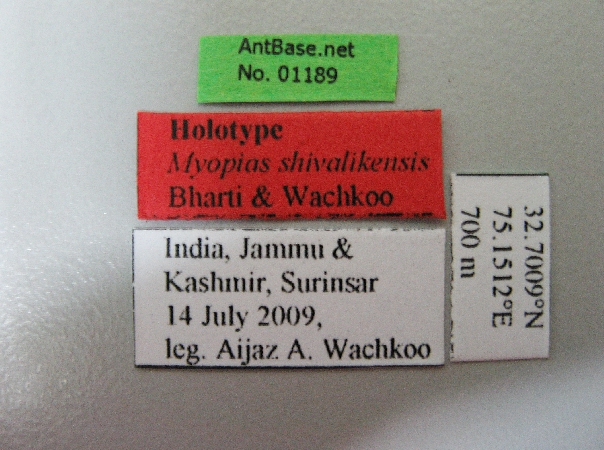 Myopias shivalikensis label