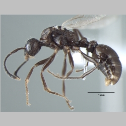 Myrmica nefaria male Bharti, 2012 lateral