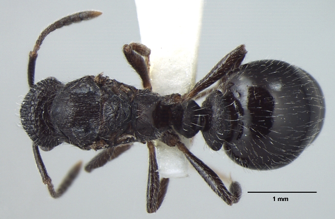 Myrmica nefaria queen dorsal