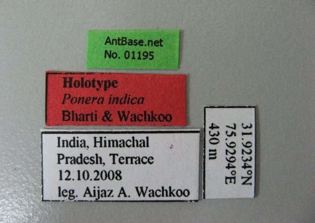 Ponera indica label