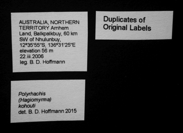 Polyrhachis kohouti label