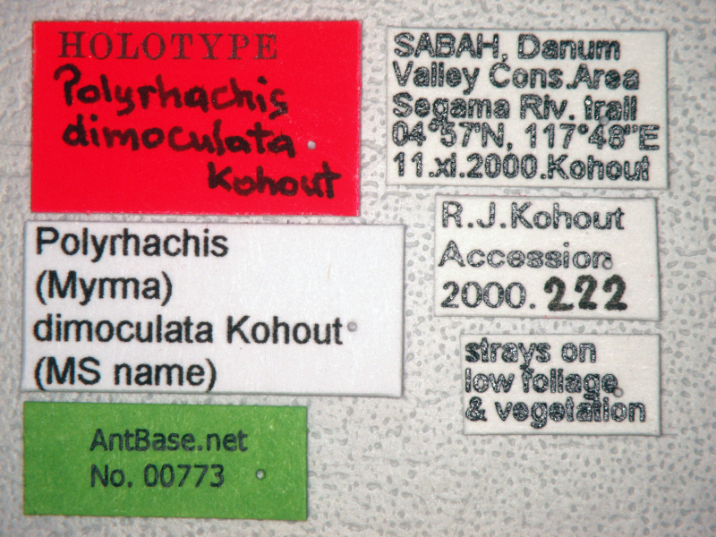 Polyrhachis dimoculata label