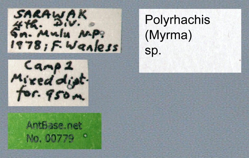 Polyrhachis (Myrma) sp. a label