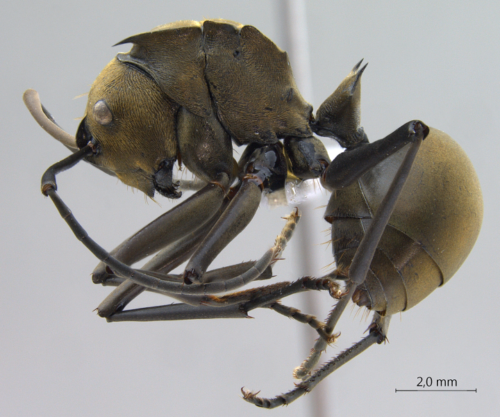  Polyrhachis (Myrma) sp. a lateral