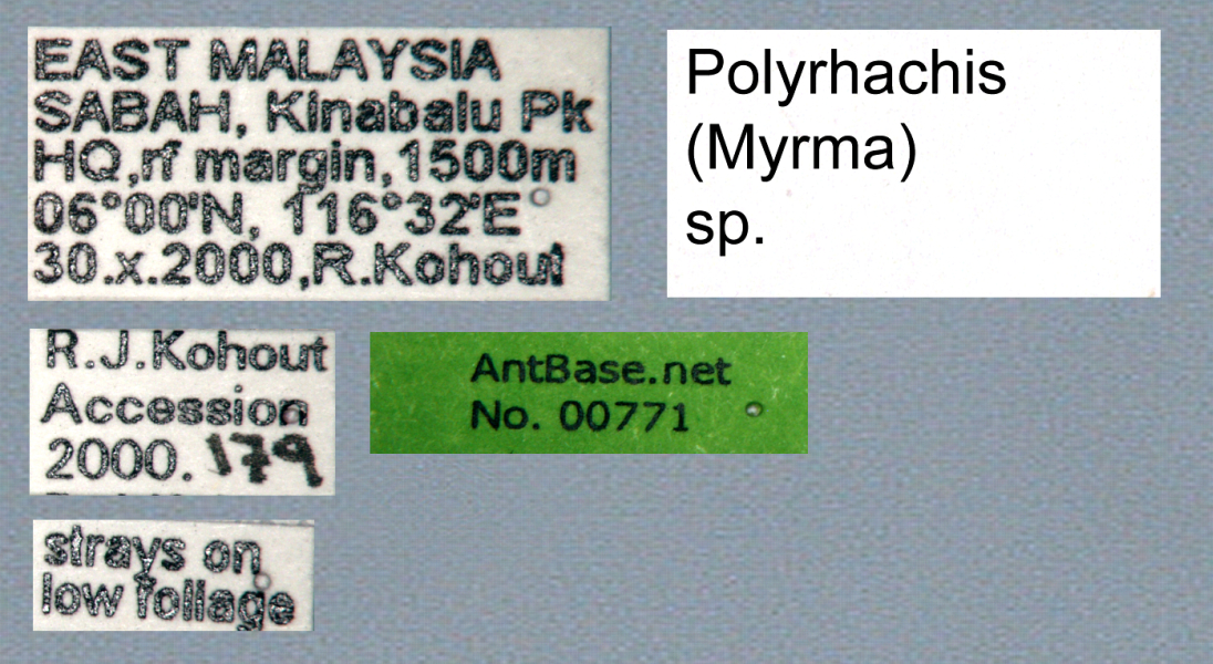 Polyrhachis (Myrma) sp. b label