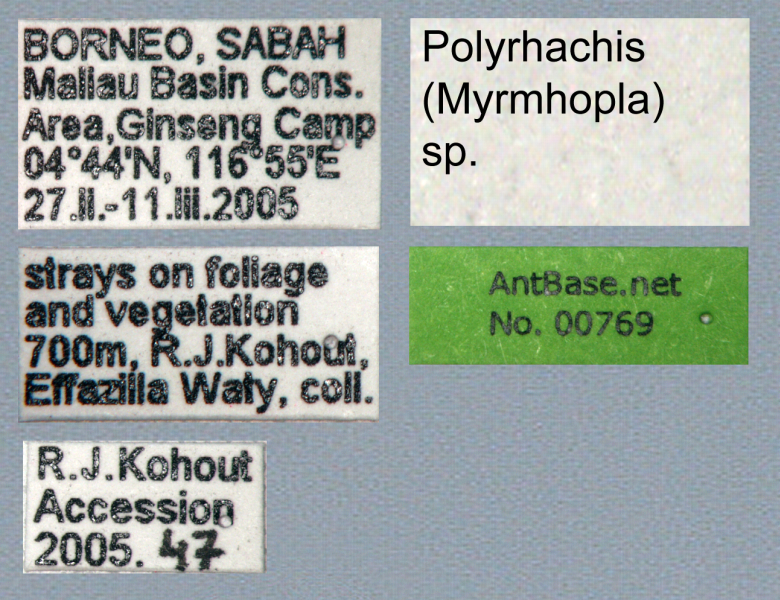 Polyrhachis (Myrma) sp. c label