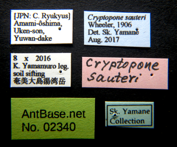 Cryptopone sauteri label
