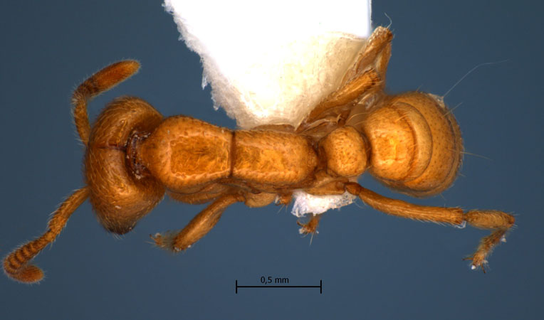 Dorylus laevigatus minor dorsal