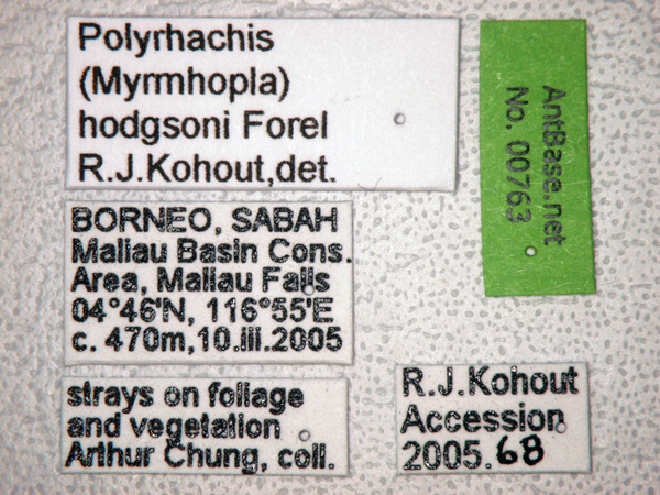 Polyrhachis hodgsoni label