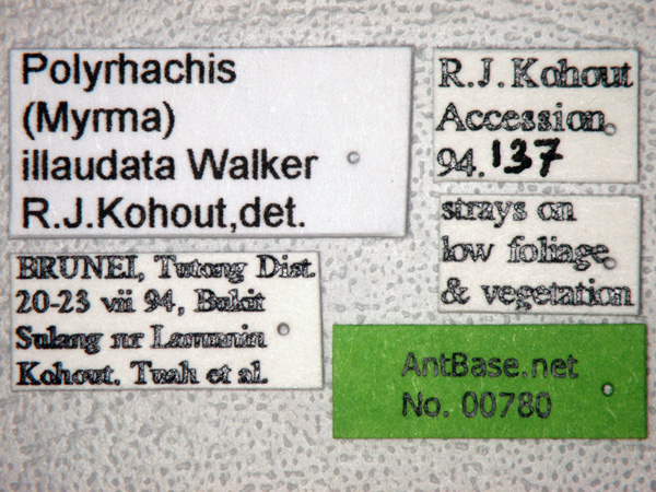 Polyrhachis illaudata label