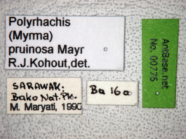 Polyrhachis pruinosa label