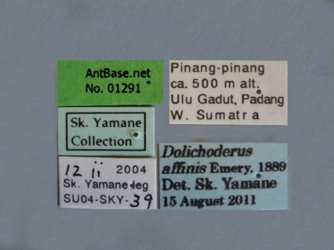 Dolichoderus affinis label