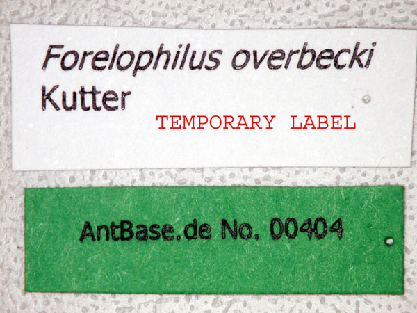 Forelophilus overbecki minor label