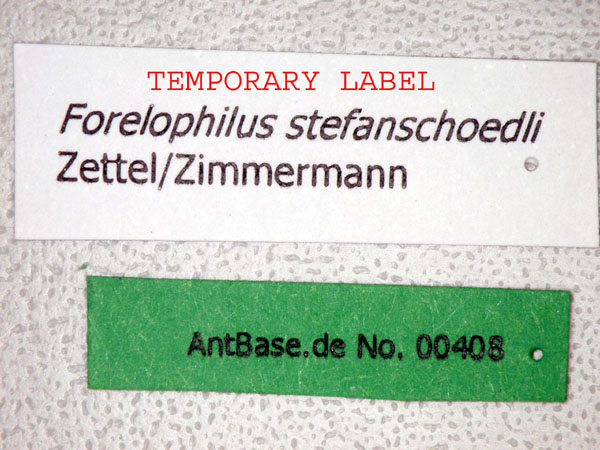 Forelophilus stefanschoedli minor label
