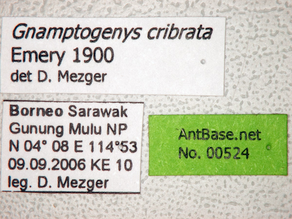 Gnamptogenys cribrata label