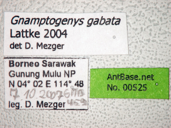 Gnamptogenys gabata label