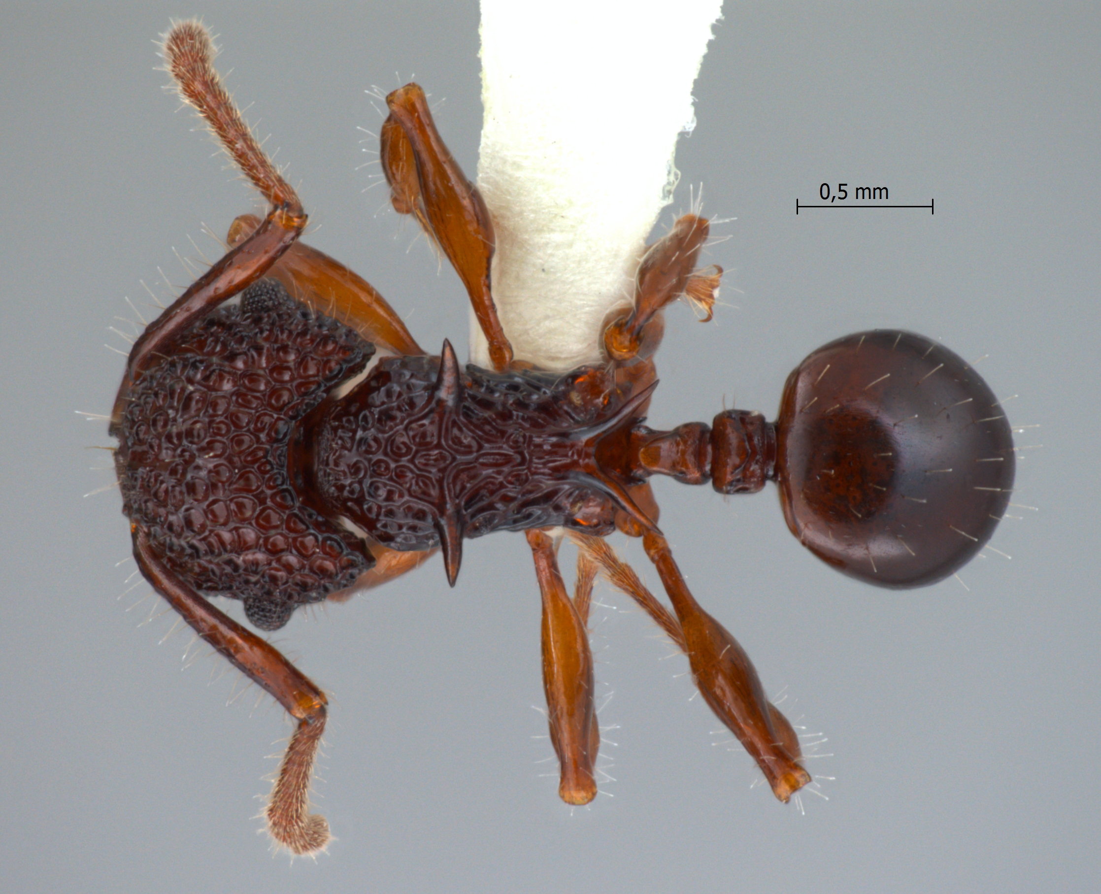Acanthomyrmex padanensis minor dorsal