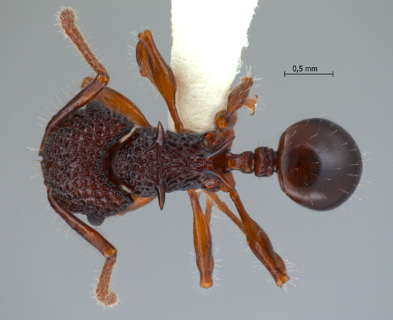 Acanthomyrmex padanensis minor dorsal