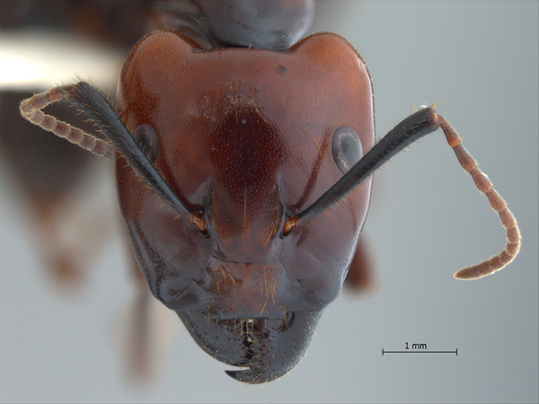Camponotus gilviceps major frontal