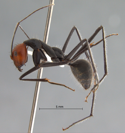 Camponotus singularis lateral