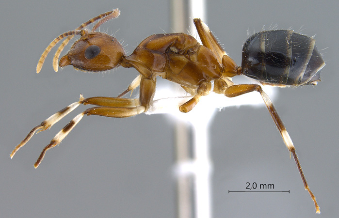 Camponotus striatipes lateral