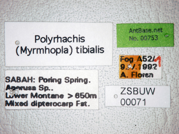 Polyrhachis tibialis label