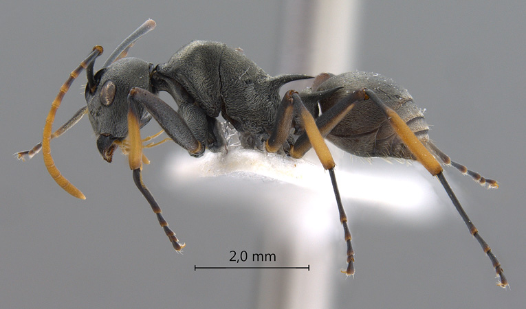 Polyrhachis tibialis lateral