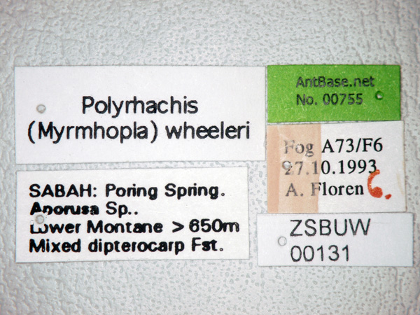 Polyrhachis wheeleri label