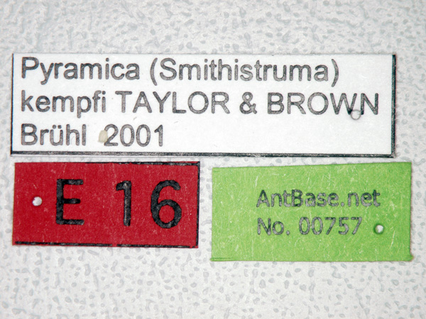 Pyramica kempfi label