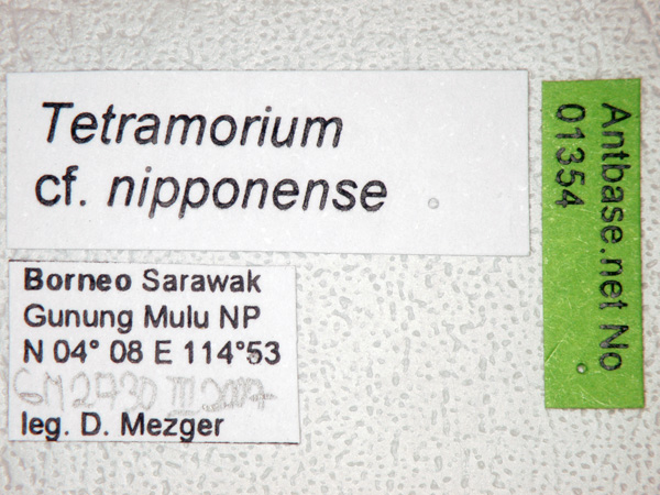 Tetramorium nipponense label