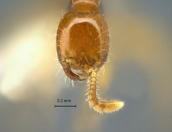 Aenictus longinodus frontal