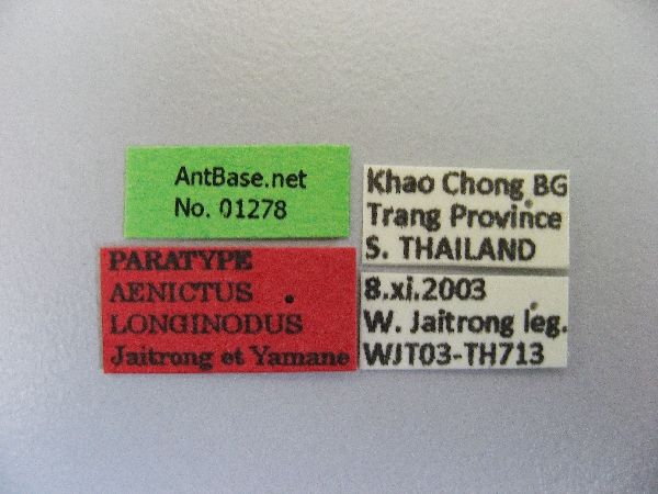 Aenictus longinodus label