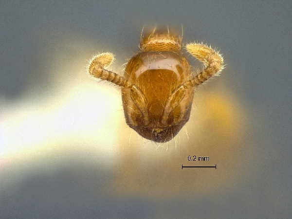 Aenictus nishimurai frontal