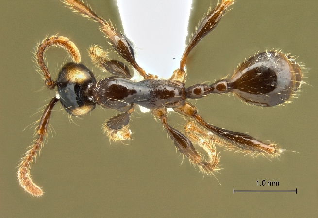 Aenictus parahuonicus dorsal