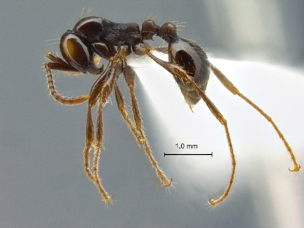 Aenictus retundicollis lateral