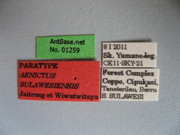 Aenictus sulawesiensis label
